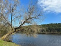 Blick über den Stausee Trausnitz mit blühendem Baum am Ufer